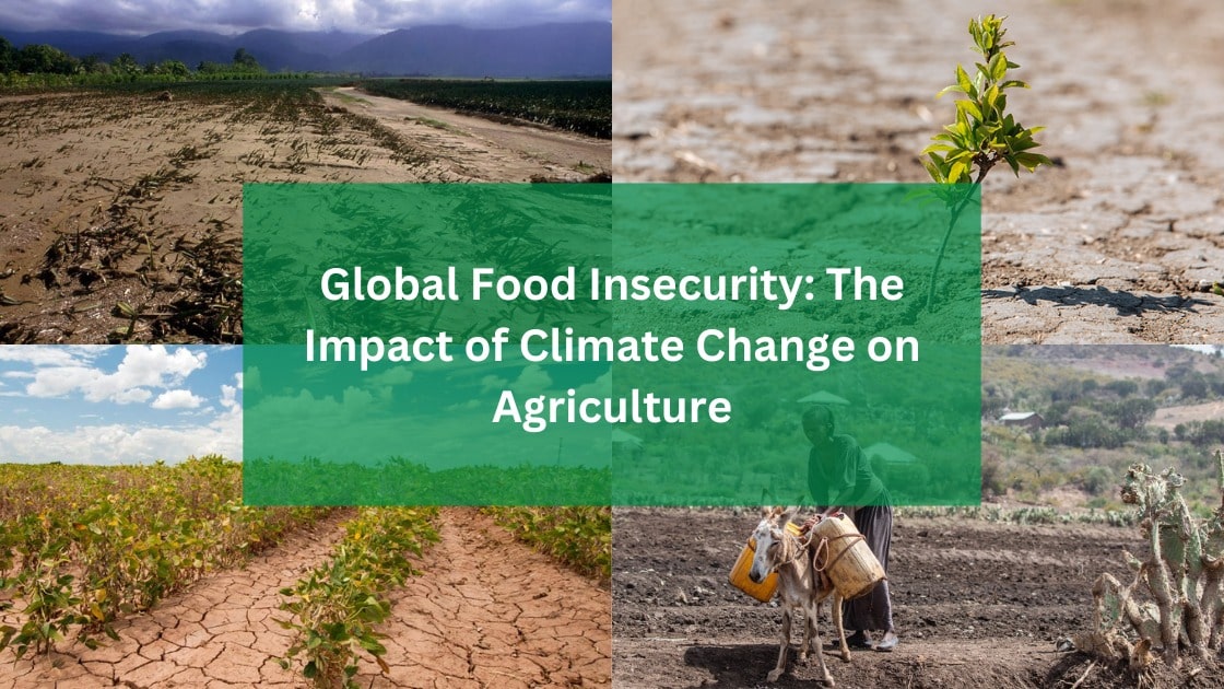 Global Food Insecurity